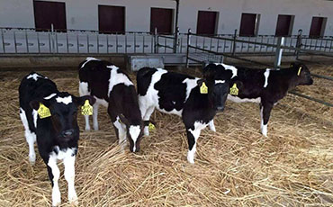 牧場飼料管理之十項粗飼料管理策略幫您降低成本